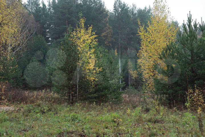 Участок 15 сот. (СНТ, ДНП)