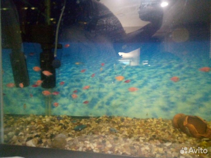 Аквариумные рыбки