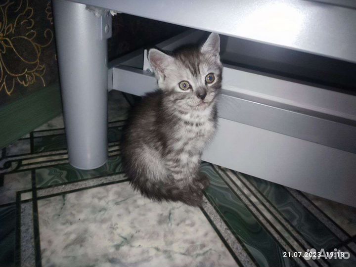 Отдам бесплатно котят