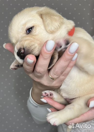 Щенки лабрадора