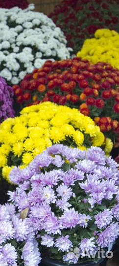 Хризантема мультифлора (70сортов)