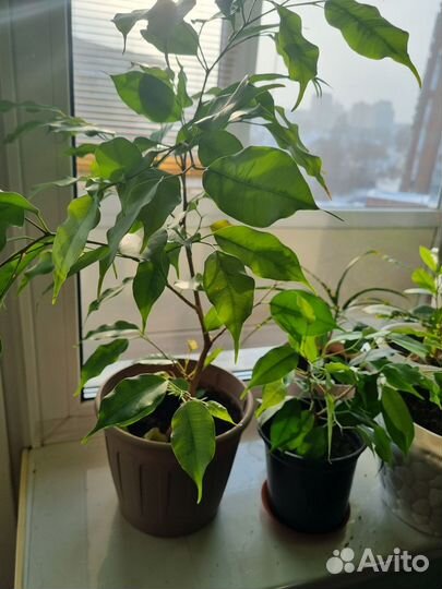 Комнатные цветы березка