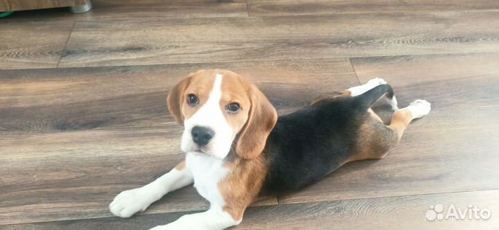 Щенки бигль