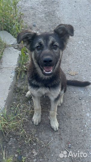 Щенки ищут дом