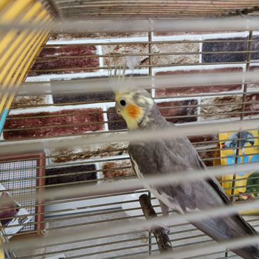 Попугай корелла с клеткой