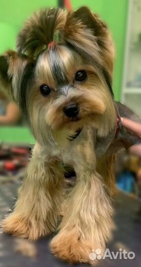 Стрижка собак и кошек