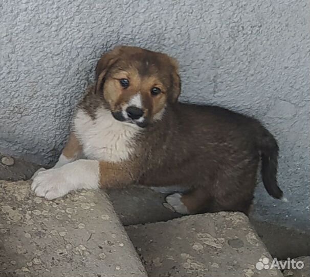 Собака в добрые руки щенок