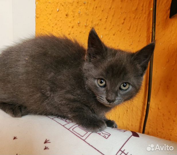 Котенок (мальчик)