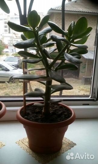 Толстянка, денежное дерево полезное как Аллой