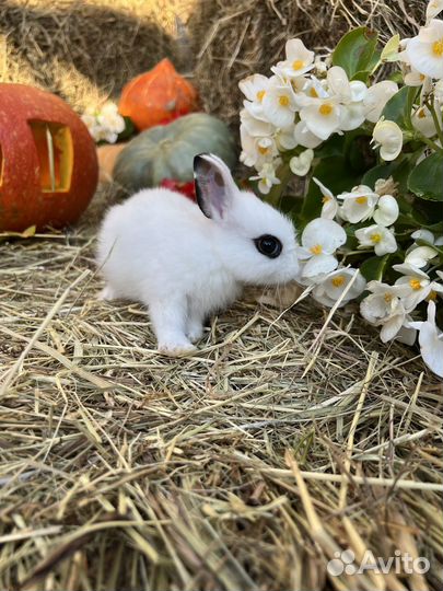 Маленькие кролики карликовые