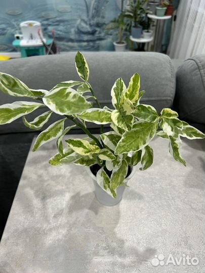 Комнатные цветы