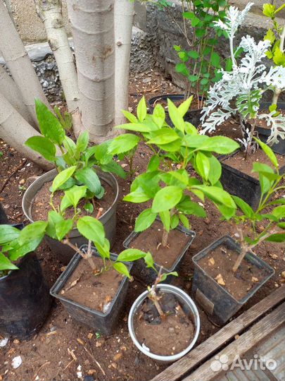 Многолетние садовые растения