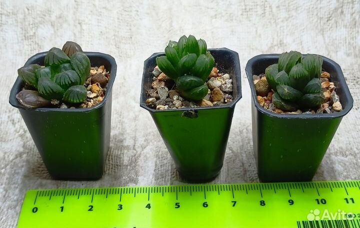 Суккуленты хавортии