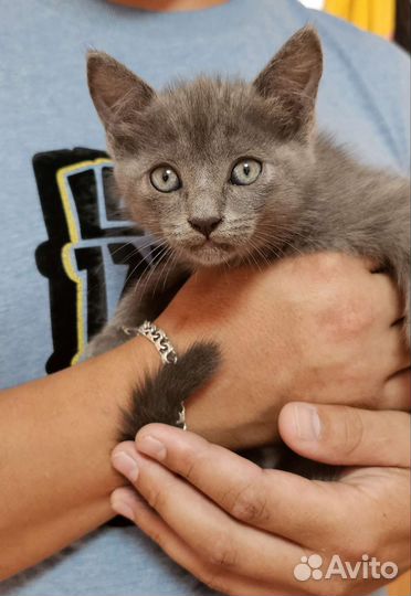 Отдам в хорошие руки