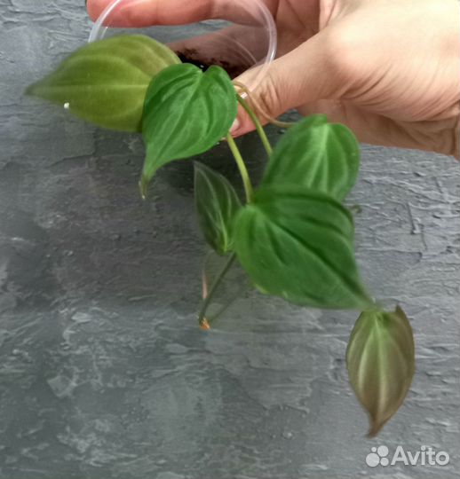 Сциндапсус, эпипремнум, Филодендрон ампельные ч. 2