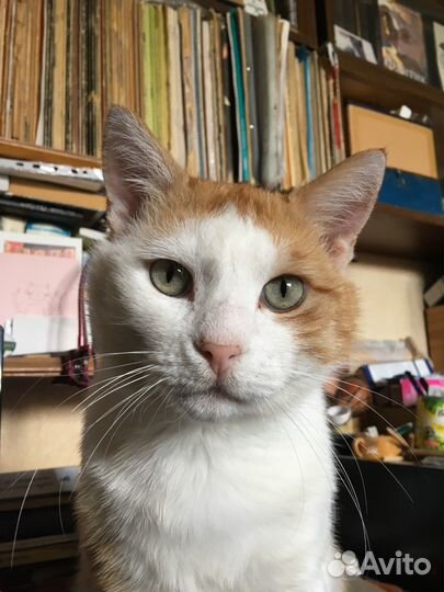 Очень общительный кот Котик в добрые руки