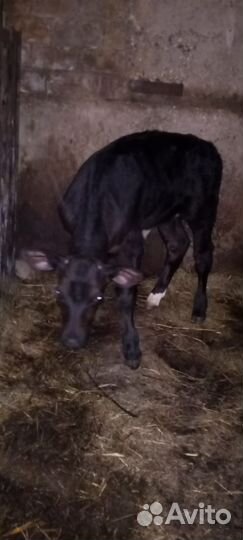 Теленок 2 месяца