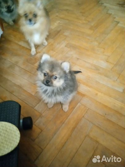 Малый немецкий шпиц щенки