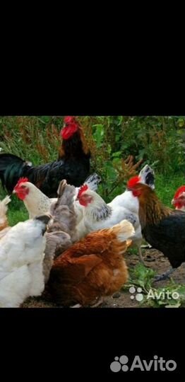 Яйцо куриное