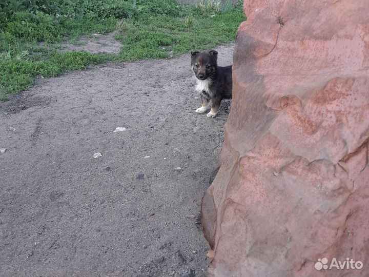 Щенки дворняги