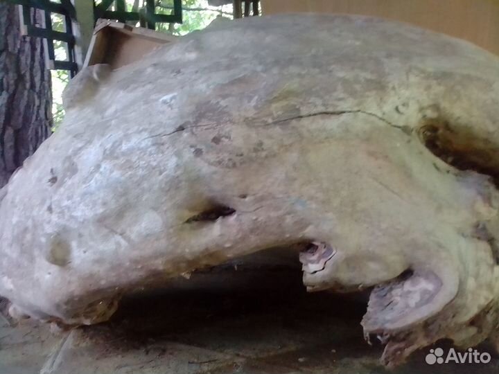 Кап березовый