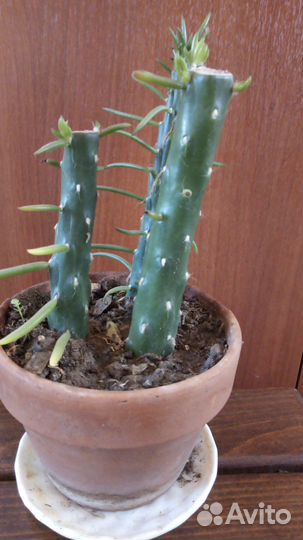 Продам цветы комнатные