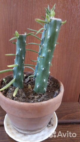 Продам цветы комнатные