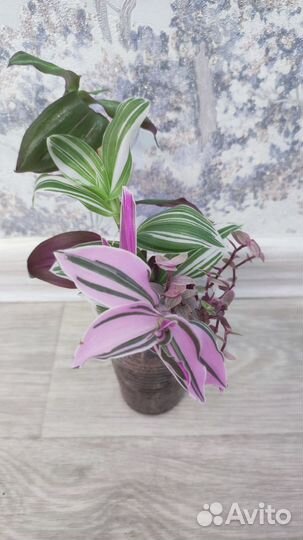 Традесканции