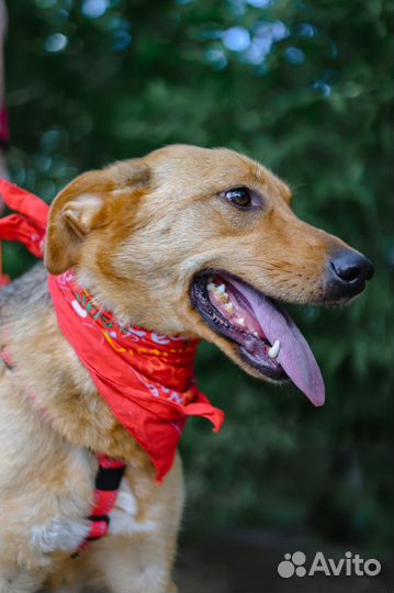 Собака компаньон ждёт своего хозяина в приюте