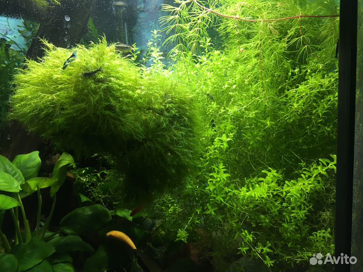 Аквариумные растения и креветки