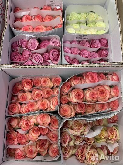 Цветы, розы оптом, букеты. 51 роза,75 роз,101 роза
