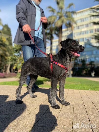 Девочка Моника метис дратхаар в добрые руки