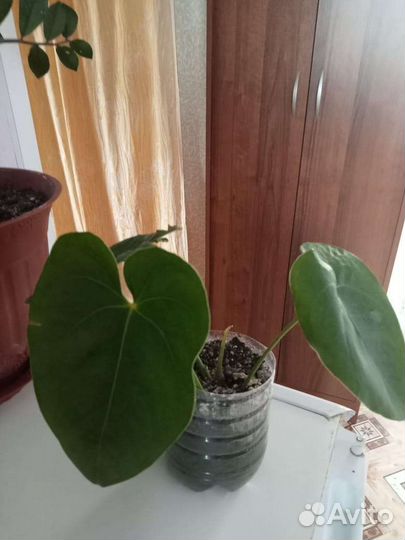 Продам цветы комнатные