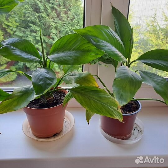 Спатифиллум