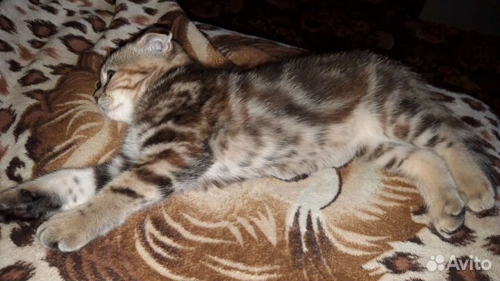 Шотланские котята