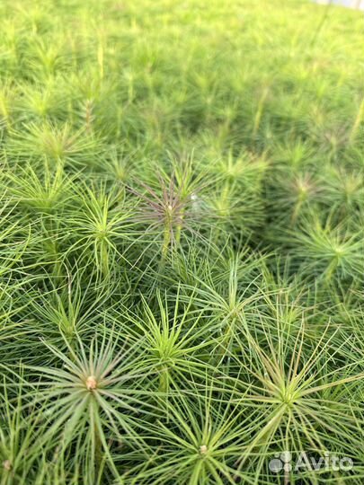 Оптовая поставка сеянцев сосны зкс