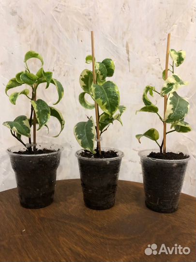 Фикус бенджамина Borteks