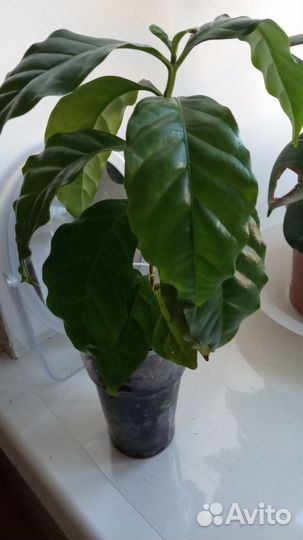 Кофе Арабика растение