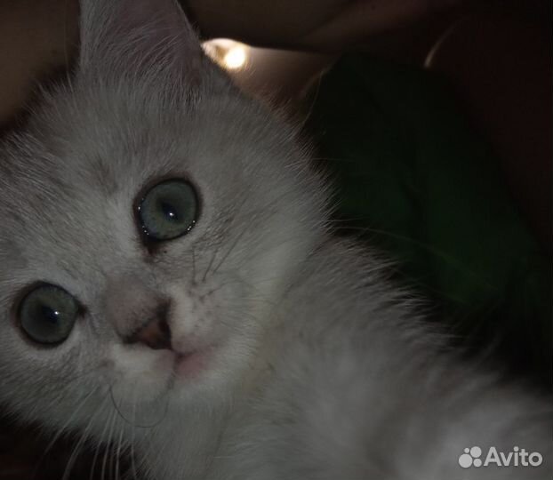 Котята британские