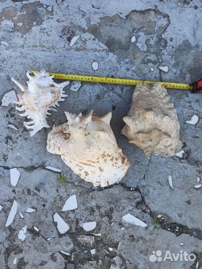 Ракушка морская большая