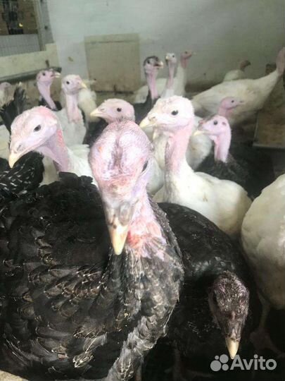 Продажа птицы