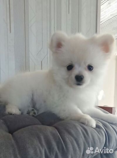 Немецкий шпиц девочка