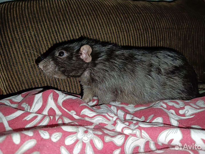 Крыса дамбо с клеткой