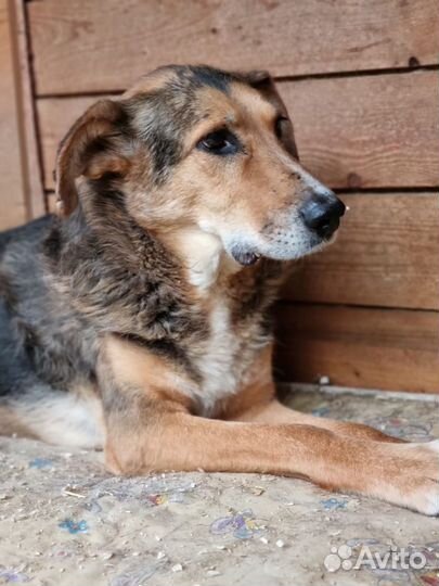 Собака из приюта в добрые руки