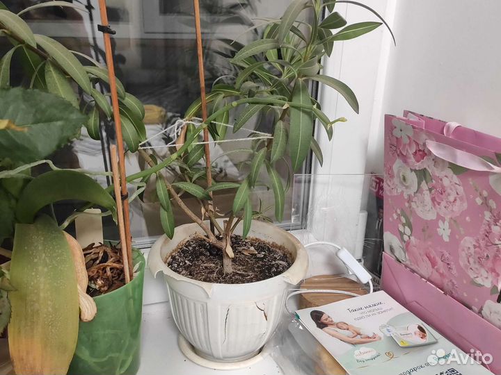 Олеандр розовый в горшке