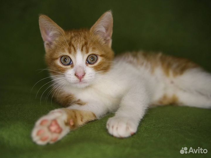 Котенок бесплатно