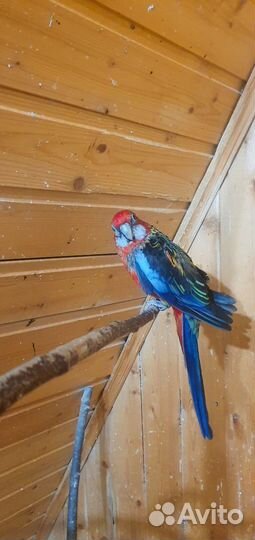 Попугай розелла