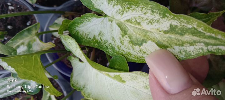 Сингониумы коллекционные