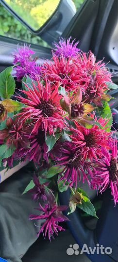 Садовые цветы