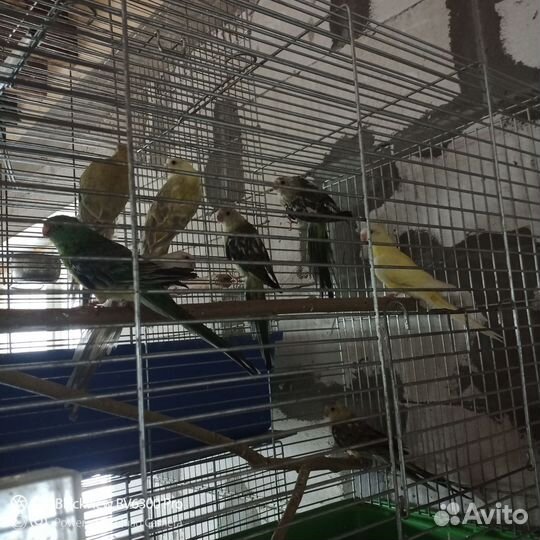 Певчий попугай